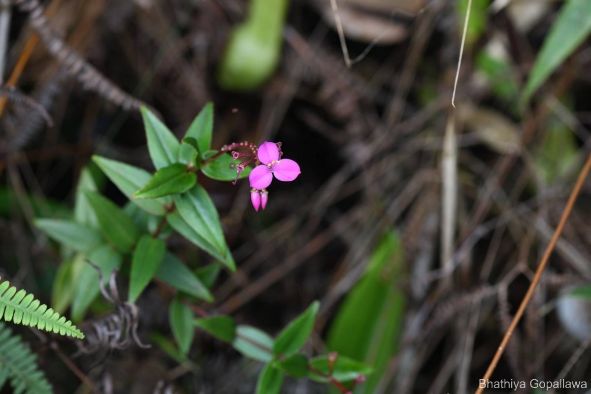 Sonerila lanceolata Thwaites